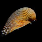 Concha marinha (seashell)